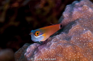 Blenny by Rudy Janssen 